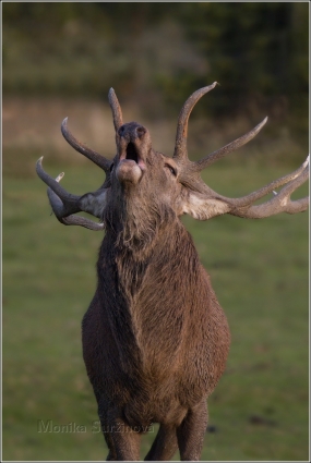 <p>JELEN LESNÍ (Cervus elaphus) obora /Red deer - Rothirsch/</p>